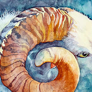 Resilient Ram by Catherine Twomey 