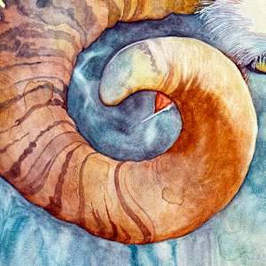 Resilient Ram by Catherine Twomey 