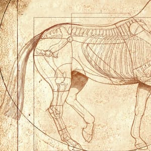 DaVinci Horse: The Piaffe Revealed Square by Catherine Twomey 