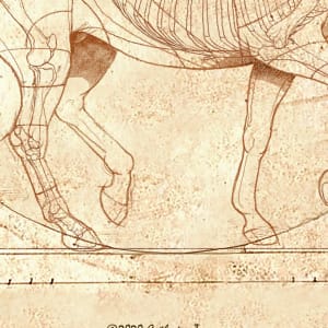 DaVinci Horse: The Piaffe Revealed Square by Catherine Twomey 