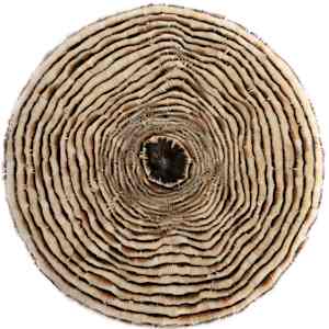 Growth Rings II by Henar Iglesias 
