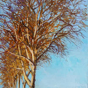 Sycamore Row by Melissa Carroll