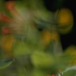 Untitled (Leaves and Honeysuckle)