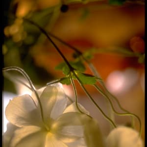White anemones by Kay Chernush