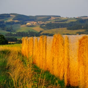 Untitled (Hay bales)