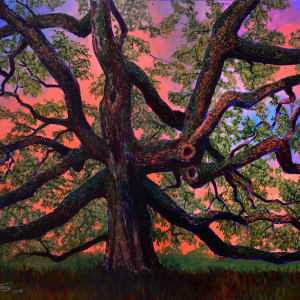 Sunset Oak