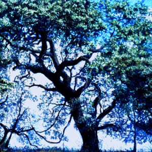 Grand Oak by Dan Terry, Image 1.