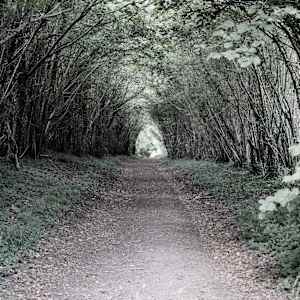 Ackling Dyke Walk by Richard Gregory, Image 3.
