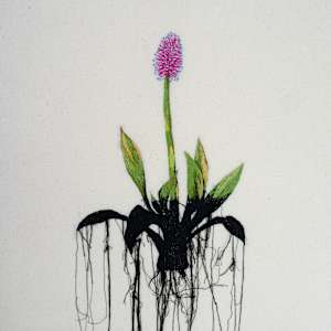 Swamp Pink (imperiled s2) by Michelle Robinson, Image 1.