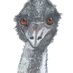 Dromaius the Emu