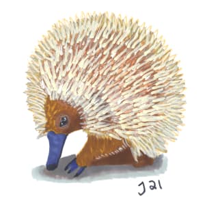 Tac the Echidna by Jenny Wood