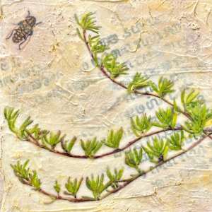 Rodondo Creeper (Drosanthemum floribundam) by Judith Monroe, Image 16.