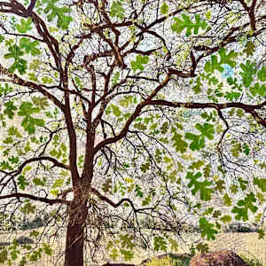 New Mercies by Judith Monroe, Image 3.