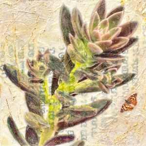 Black Prince Echeveria (Echeveria affinis 'Black Prince') by Judith Monroe