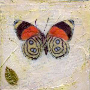 Butterfly Collection #21 by Judith Monroe