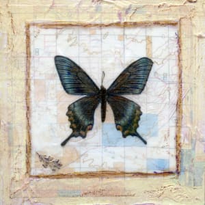 Butterfly Collection #5 by Judith Monroe