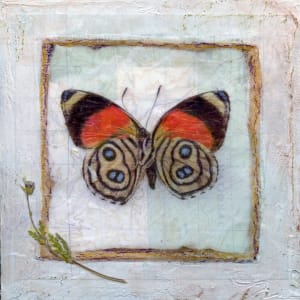 Butterfly Collection #6 by Judith Monroe