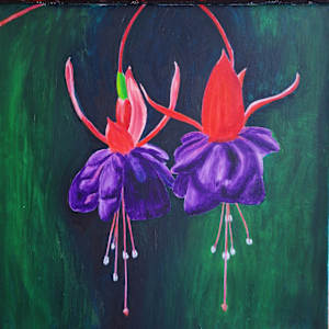Fuchsia Flowers by Amy Townsend