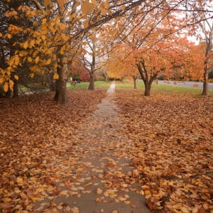 Golden Carpet Landscape (2021) by Sanjay Marathe