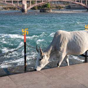 Holy Cow, Haridwar (2005) by Sanjay Marathe