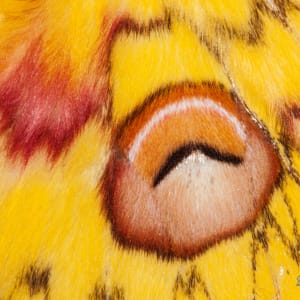 Emperor's Eye-1, Abstract by Sanjay Marathe