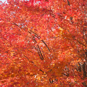 Maple On Fire-1, Fall Foliage by Sanjay Marathe