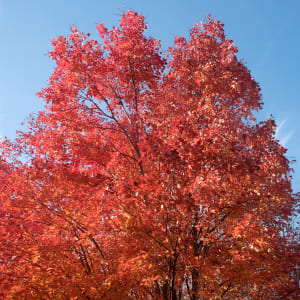 Red Maple-2, Fall Colors by Sanjay Marathe