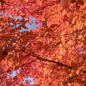 Under The Maple, Fall Foliage by Sanjay Marathe