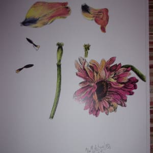Sunflower I