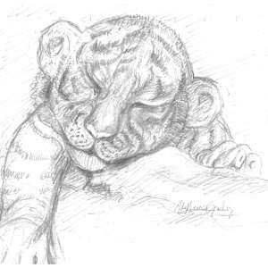 Baby Tiger by Ada Monica Sperling