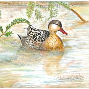 Pond and Plumage by Ada Monica Sperling