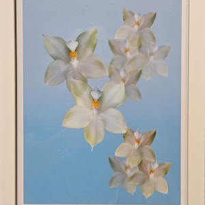 James P Folsum Phaeleanopsis by Wayne Shimabukaro