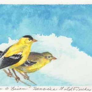 Sunwise Goldfinches