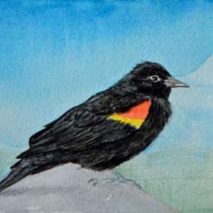 Redwinged Blackbird 2