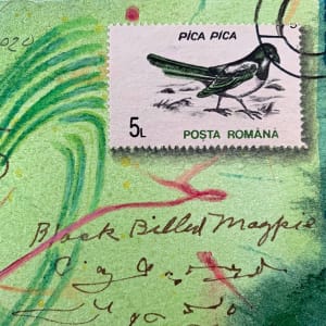 Dear Black Billed Magpie  Image: Dear Black Billed Magpie detail