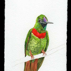Hummingbird Joy, Gould’s Jewelfront by Kathleen O'Brien
