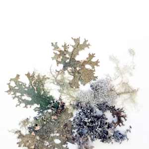 Lichen 5 Ways by Allison Belolan