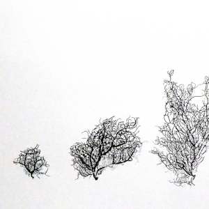 3 Usnea by Allison Belolan