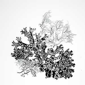 Lichen 4 Ways by Allison Belolan