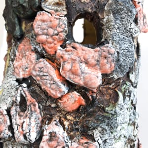 Lichen Stump by Lynn Basa 