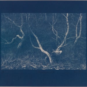 Vetrarskógur / Winter forest N°7 by Hlynur Helgason