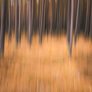 Colors of Autumn 1/5 by Rolf Florschuetz