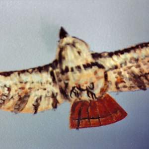 Redwoods Mural by Thomas Sundberg  Image: Redtail Hawk