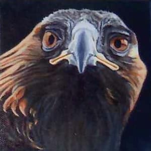 Eagle Eye by Valerie Shuff