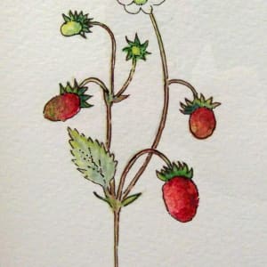 Wild Strawberries by Jenny Wightman