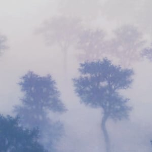 Trees in the fog by Tobias Spierenburg