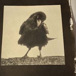 "Awww" by Sandy Brown Jensen