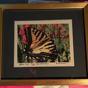 Blue-Tail Tiger Swallowtail by Sandy Brown Jensen  Image: Blue-Tail Tiger Swallowtail
