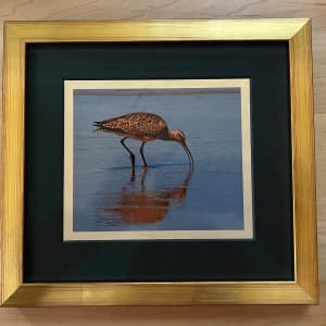 Golden Curlew by Sandy Brown Jensen, Image 1.