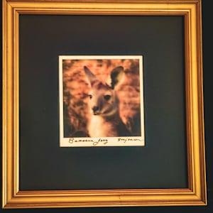 Barossa Joey Inv. #3136 by Sandy Brown Jensen, Image 2.